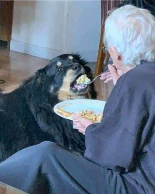 HE KEPT FEEDING THE DOG FROM HIS PLATE—UNTIL I UNDERSTOOD WHY