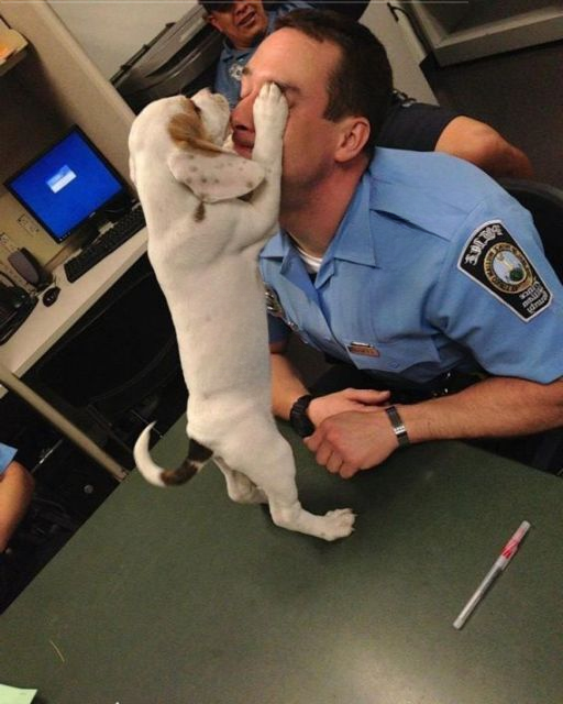 A Lost Puppy Wandered Into the Police Station—Moments Later, They Discovered Why He Came