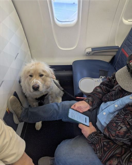 HE DIDN’T SPEAK TO A SINGLE PERSON ON THE FLIGHT—UNTIL MY DOG SAT BESIDE HIM