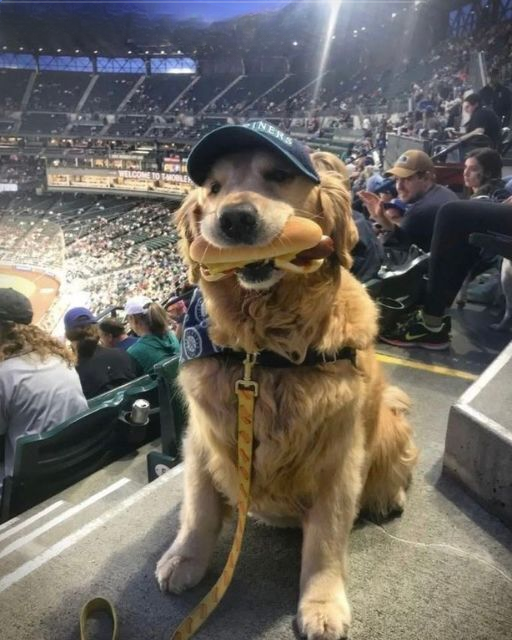 MY DOG STOLE A HOT DOG AT THE BALLGAME—BUT INSTEAD OF GETTING MAD, THE CROWD DID SOMETHING I NEVER EXPECTED