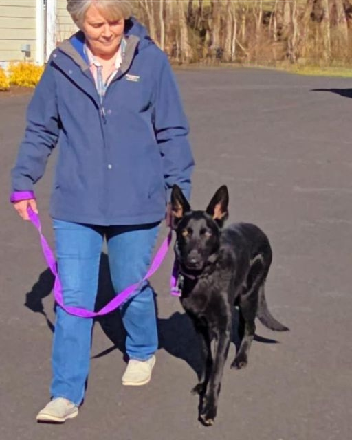 WE TOOK OUR DOG FOR ONE FINAL WALK—AND WHAT HE DID LEFT US FOREVER CHANGED