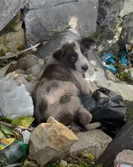 I FOUND A PUPPY IN THE TRASH—BUT WHAT MY CAMERA CAPTURED STILL KEEPS ME UP AT NIGHT