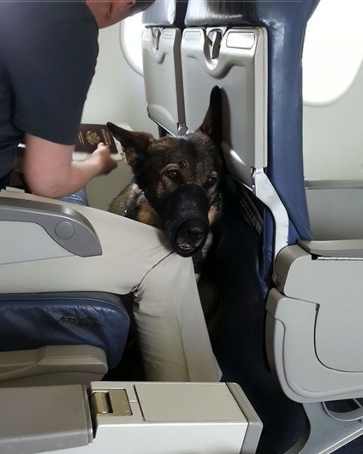 The Dog on My Flight Kept Staring—Until I Finally Opened the Envelope