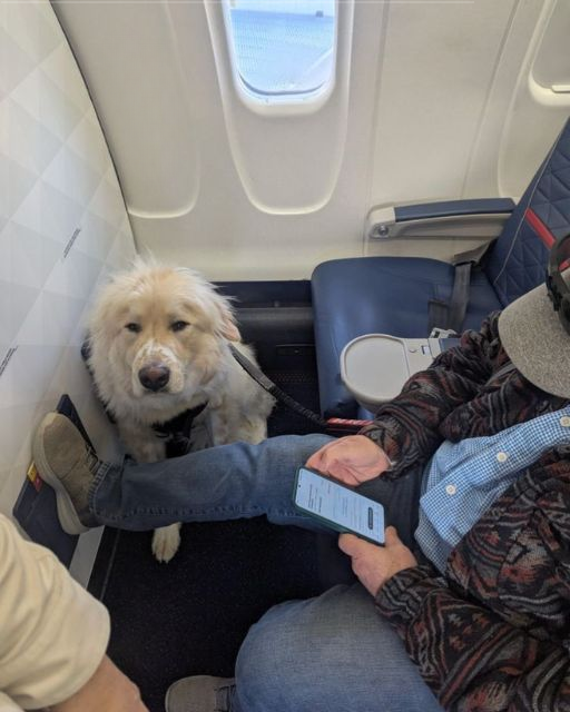 He Was Silent the Whole Flight—Until My Service Dog Chose to Sit Beside Him