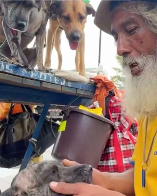 I THOUGHT HE WAS JUST A GUY WITH STRAY DOGS—UNTIL I WITNESSED HOW THEY REACTED WHEN HE TALKED