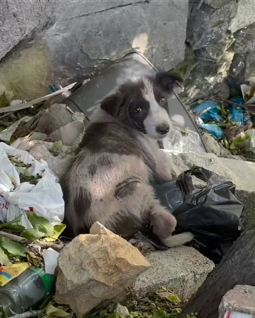 I Found a Lone Puppy in the Trash—But What the Camera Revealed Left Me Speechless