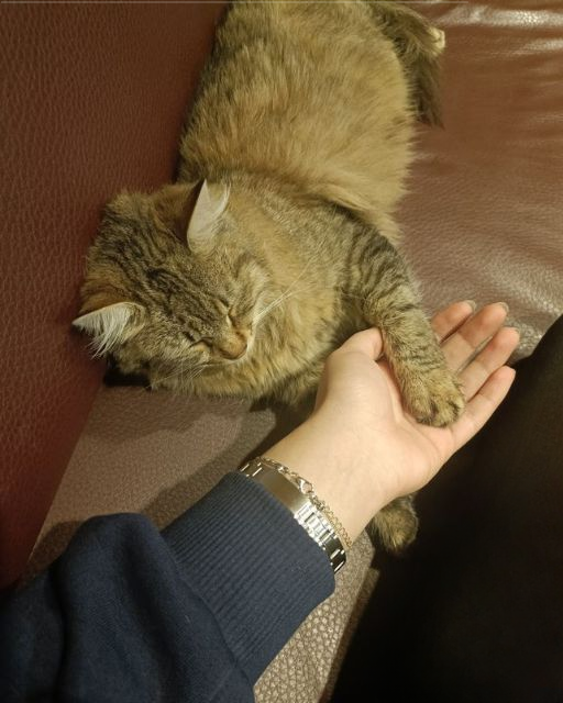 MY CAT WON’T GO TO SLEEP WITHOUT OUR HANDSHAKE—BUT LAST NIGHT, SHE DIDN’T GIVE ME HER PAW