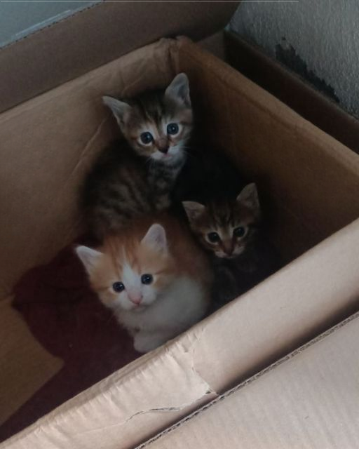 I WATCHED MY NEIGHBOR DUMP THIS BOX IN THE ALLEY—AND WHAT WAS INSIDE STILL SHAKES ME TO THIS DAY