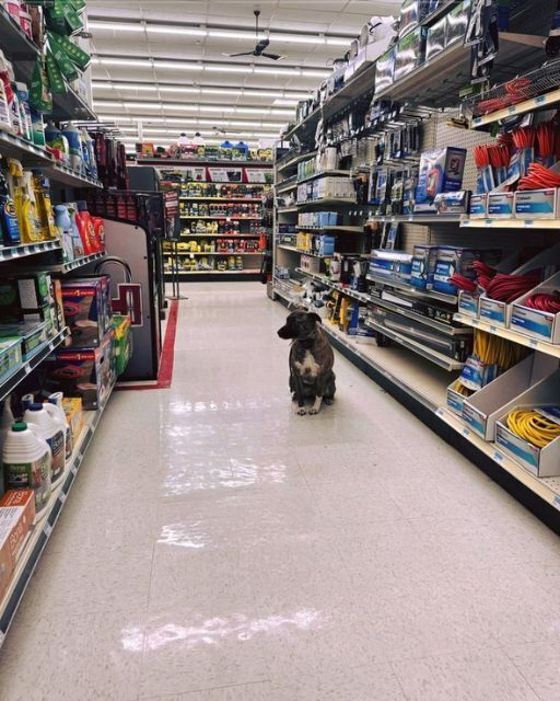 I FOUND A DOG ALONE IN THE HARDWARE AISLE—HER TAG HAD JUST ONE WORD