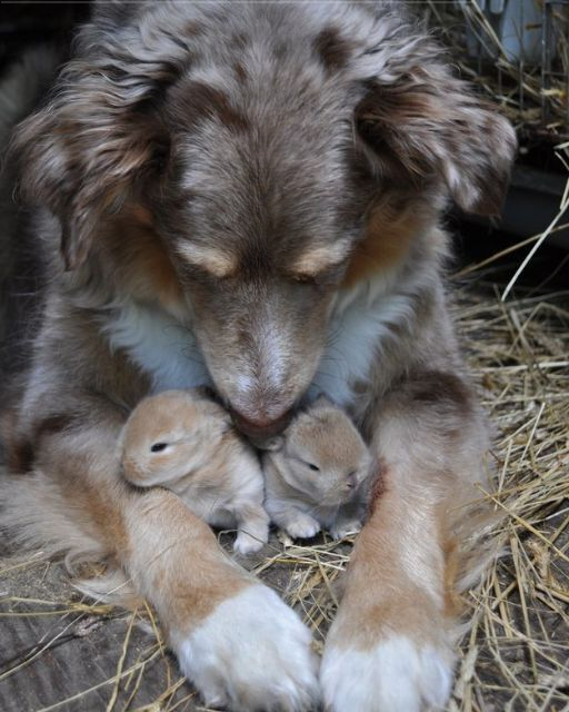 I Discovered My Dog’s Secret—And It Changed Everything I Thought I Knew