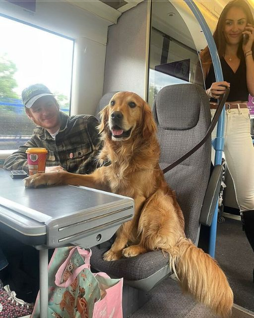 I Took a Train to Clear My Head—and Ended Up with a Dog Who Saw Right Through Me