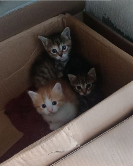 I WATCHED MY NEIGHBOR DROP THIS BOX IN THE ALLEY—WHAT I DISCOVERED INSIDE STILL SHAKES ME TO THIS DAY