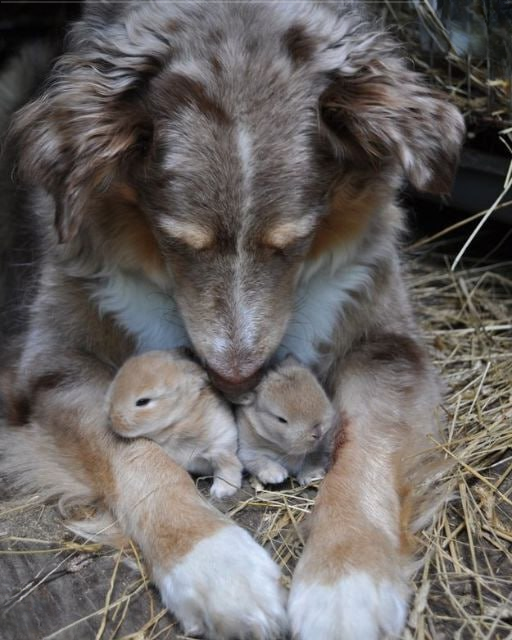 I CAUGHT MY DOG HIDING SOMETHING—AND IT COMPLETELY CHANGED MY VIEW OF EVERYTHING
