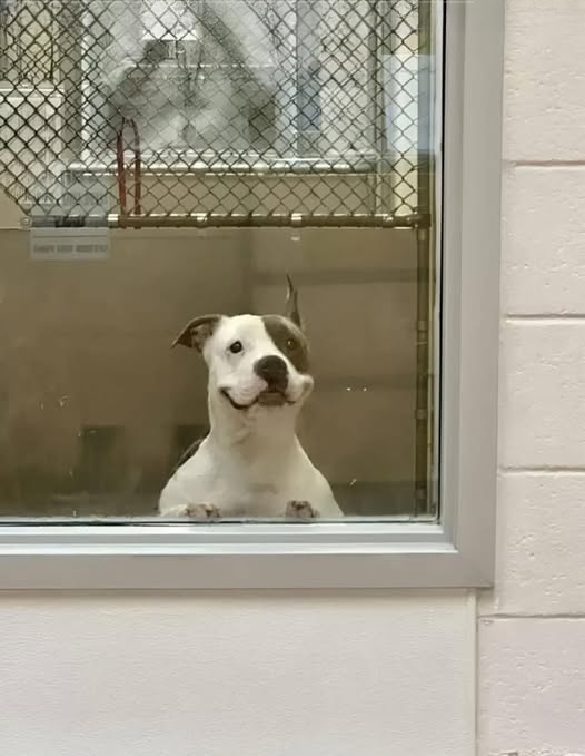 The Dog Who Waited: A Story of Hope, Patience, and Second Chances