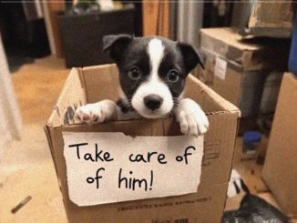 A Lost Puppy Becomes the Answer to a Lonely Old Man’s Prayers