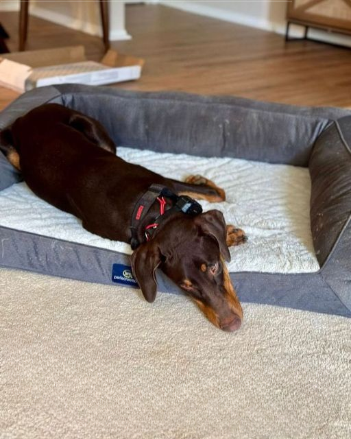 My Brother Went on a Work Trip—Now His Dog Won’t Eat, Move, or Even Look at Me