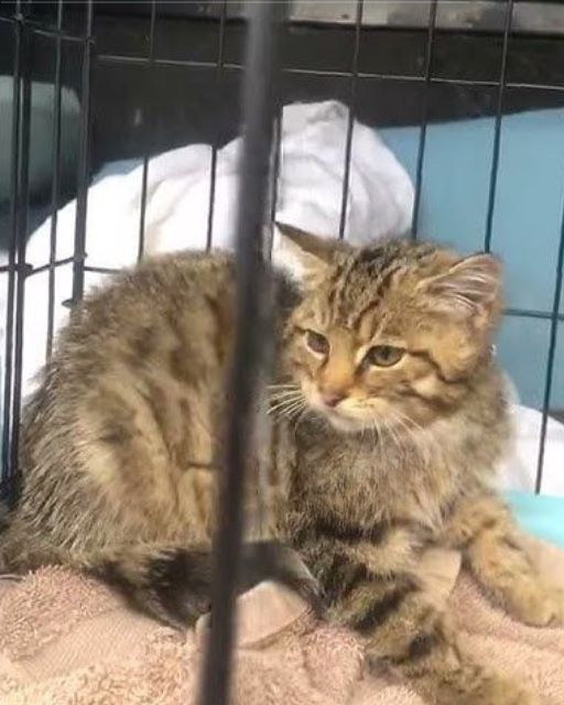 SHE BIT ME THE FIRST TIME WE MET—NOW OLIVE’S READY FOR HER FOREVER HOME