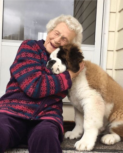 BOY HEARS DOG BARKING FOR TWO DAYS STRAIGHT—WHAT HE FINDS INSIDE CHANGES EVERYTHING
