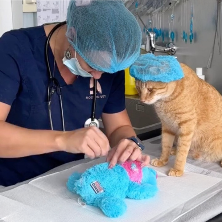 Vet Tech Performs ‘Emergency Surgery’ on Beloved Cat Toy