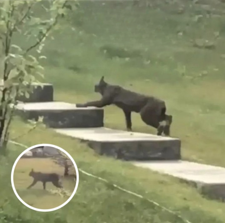 Rare Canada Lynx Variant Captured on Film for the First Time
