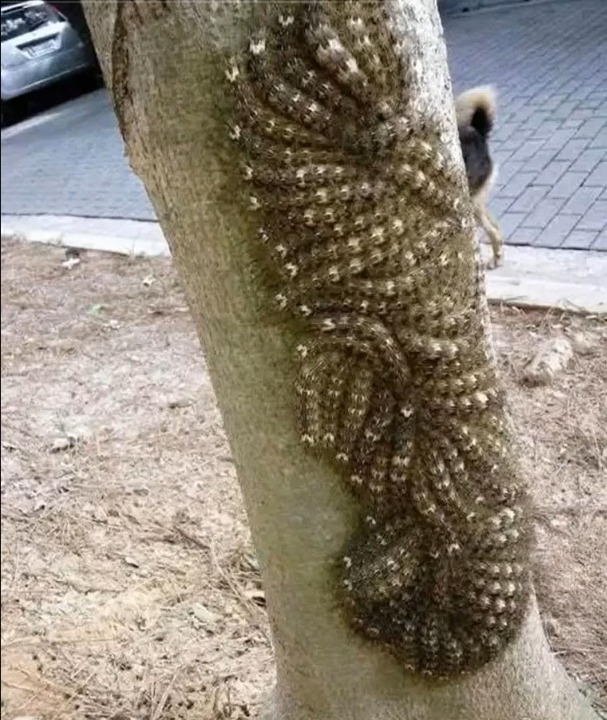 The Tree That Nearly Put My Daughter in Harm’s Way