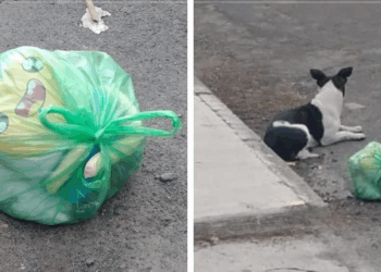 Dog Dumped With All Her Things Can't Accept That Family Left Her Behind