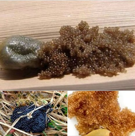 If you find these eggs in your backyard, it’s important to know what they signify.