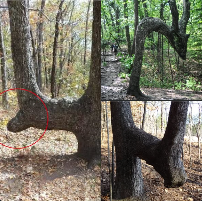 If you spot a bent tree while walking through the forest, here’s why you should start paying close attention to your surroundings right away.